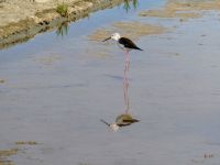 Vögel auf Futtersuche in Guerande 
