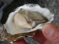 eine Hohlauster zum Verkosten in Riec-sur-Bélon