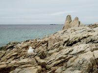 Möve auf einem Bein auf St.Nicolas