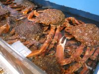 Schönheiten der Fischhalle in Audièrne