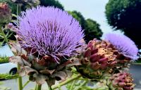 St-Pol-de-Léon - Stadt der Artischocken