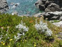 Vegetation am Meer auf der Belle Ile
