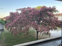 ….herrlich - die Seidenbäume blühen überall