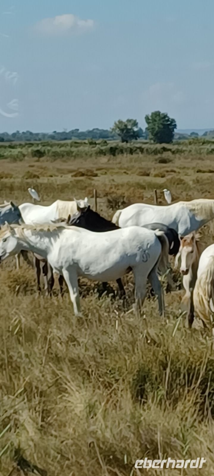 Camargue - Herde von halbwild gezüchteten Pferden -dunkle Fellfärbung bei Fohlen