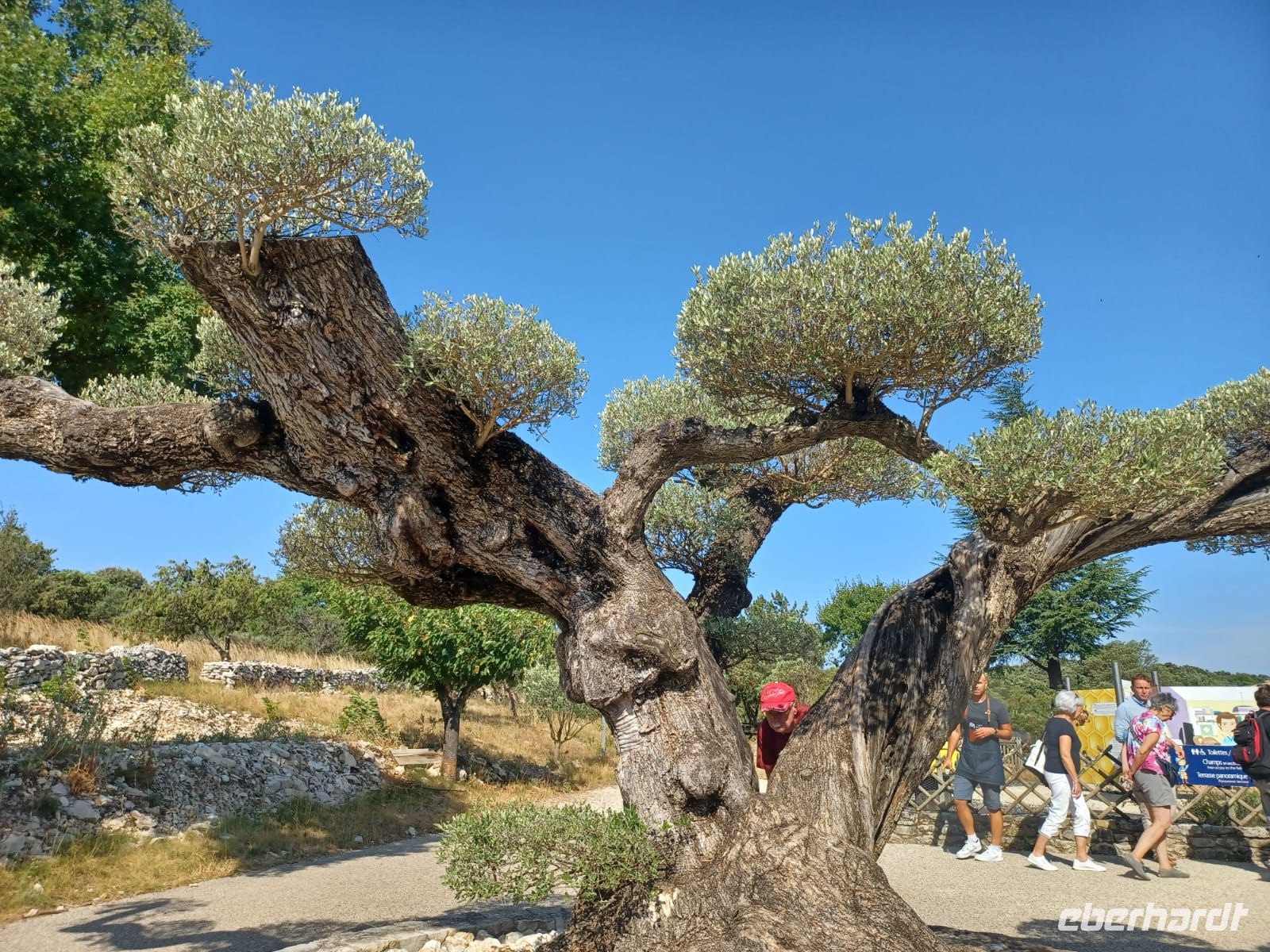 Provence am Lavendelmuseum -ein über 1000 jähriger Olivenbaum
