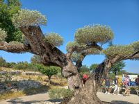 Provence am Lavendelmuseum -ein über 1000 jähriger Olivenbaum