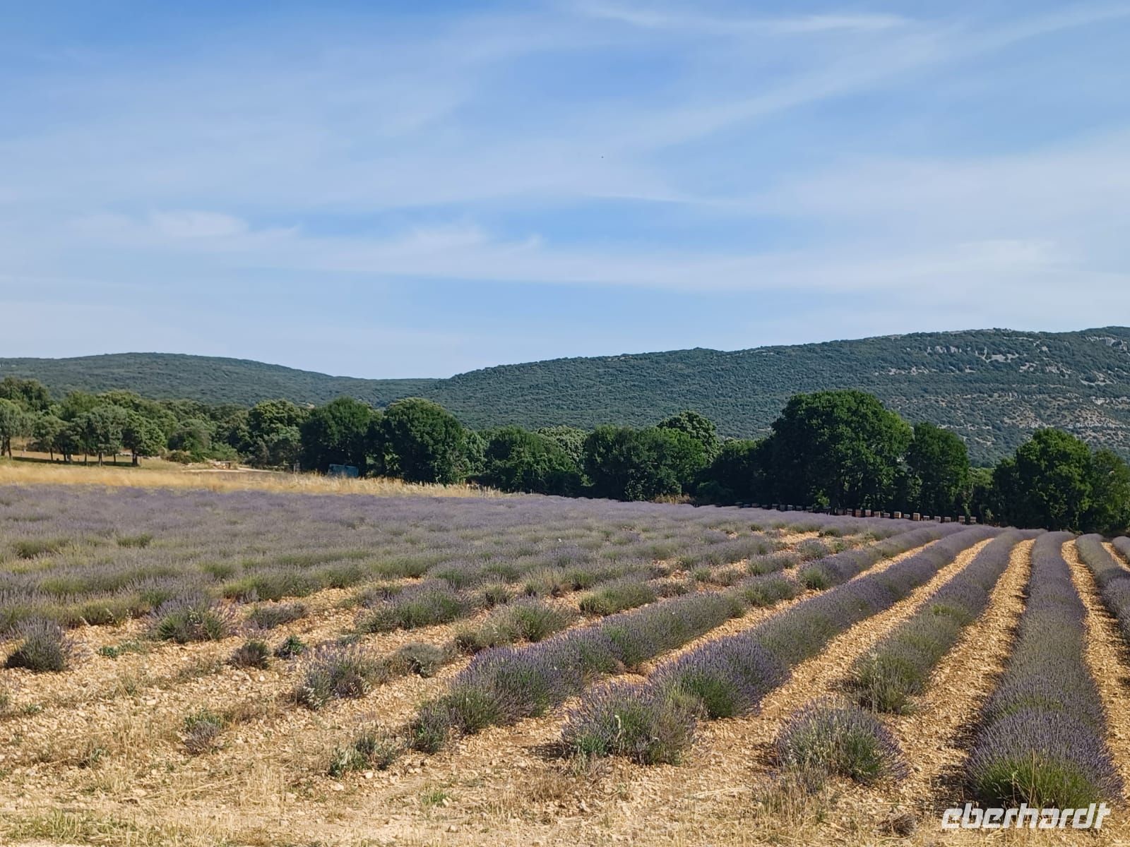 Lavendelfelder in Blüte