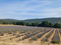 Lavendelfelder in Blüte