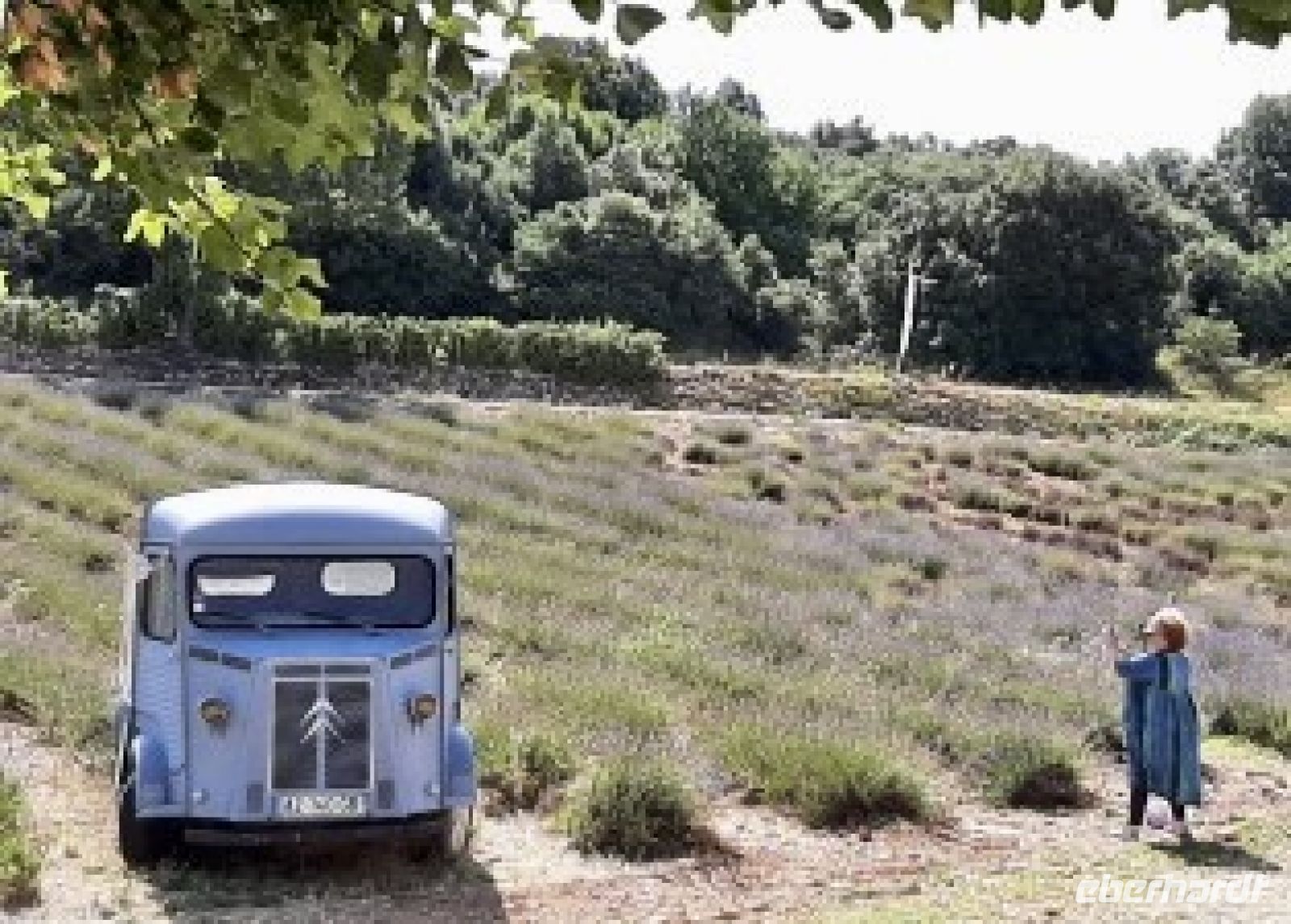 ein  Show- Lavendelfeld 