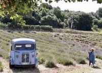 ein  Show- Lavendelfeld 