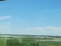 Camargue - Reisfelder