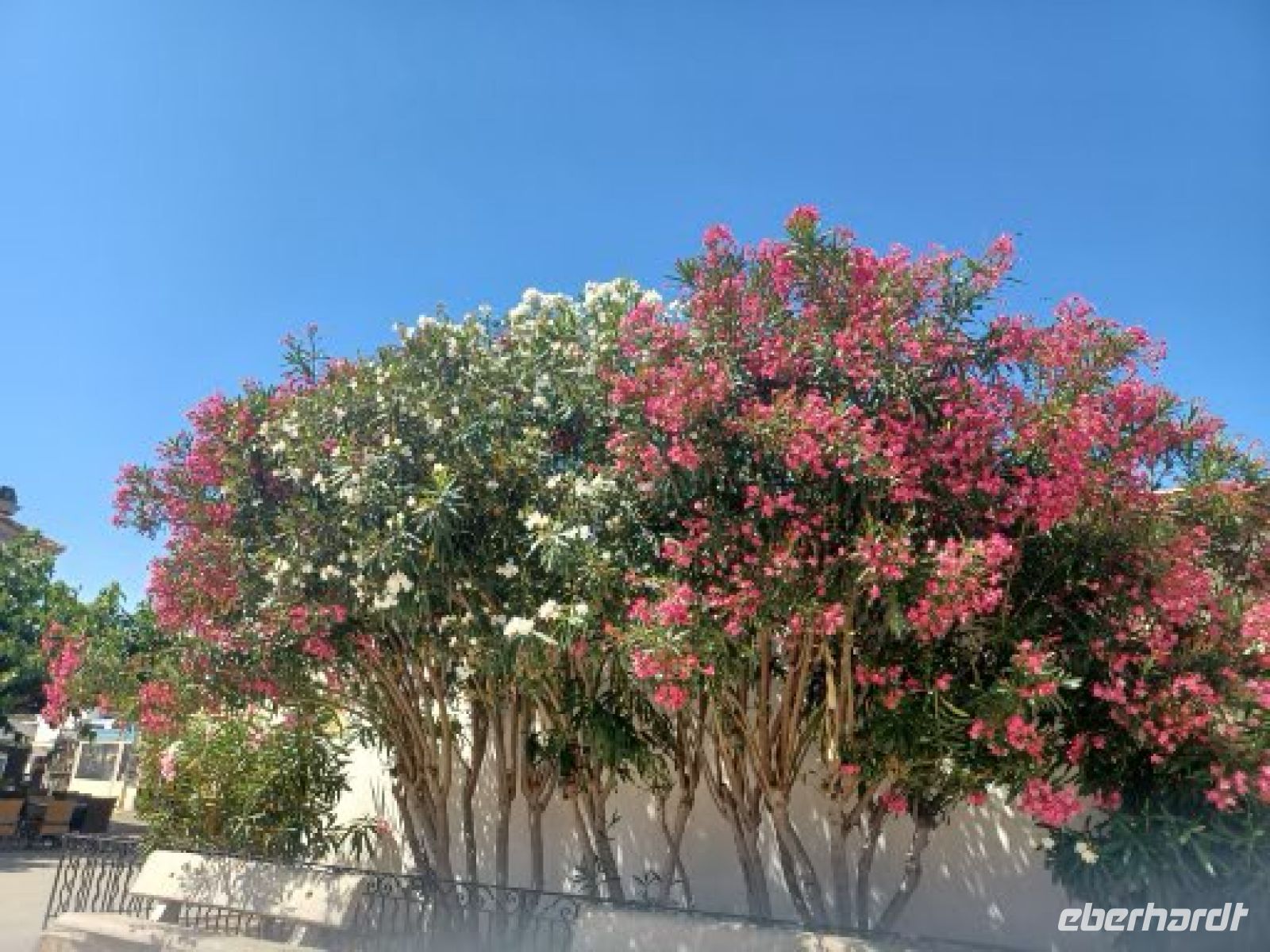 Marseille -üppiger Rhododrendon