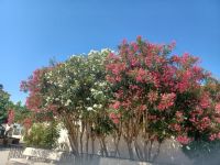 Marseille -üppiger Rhododrendon