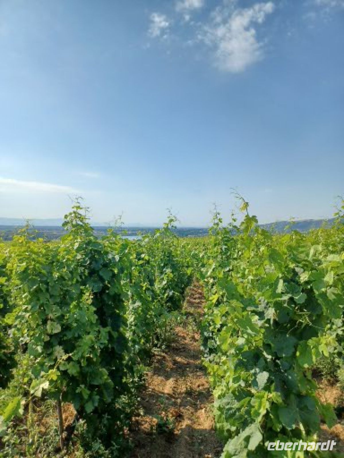 Hermitage - in den Weinbergen