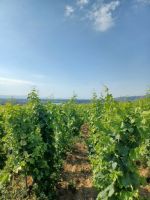 Hermitage - in den Weinbergen