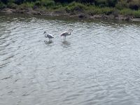 Provence intensive vom 21.-28.6.25: Flamingos in der Camargue