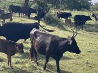 Provence intensive vom 21.-28.6.25: Die Stierherde der Manade Arnould