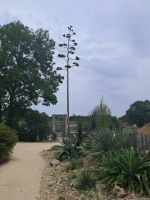 Jardins Suspendus 