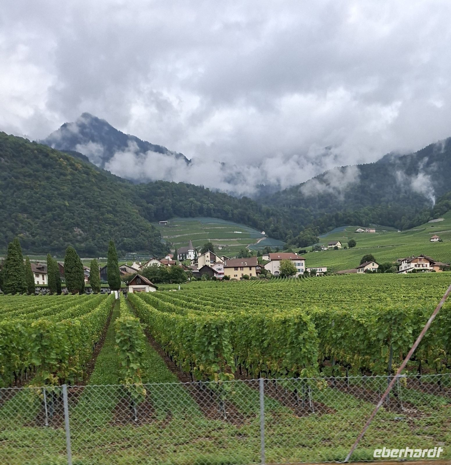 Weinhänge um den Genfer See