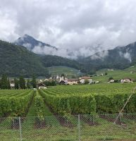 Weinhänge um den Genfer See