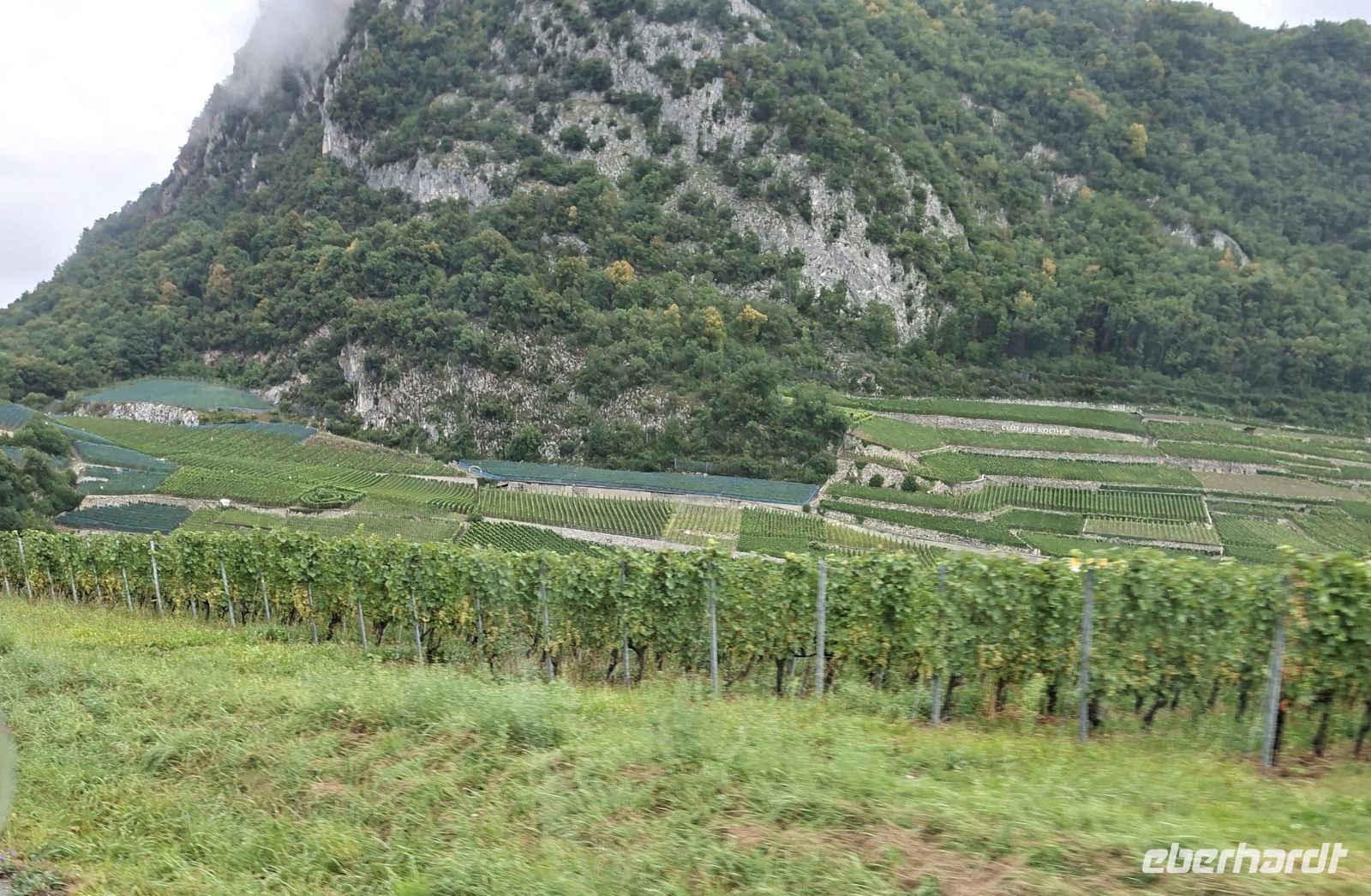 Der Wein gedeiht im Mikroklima
