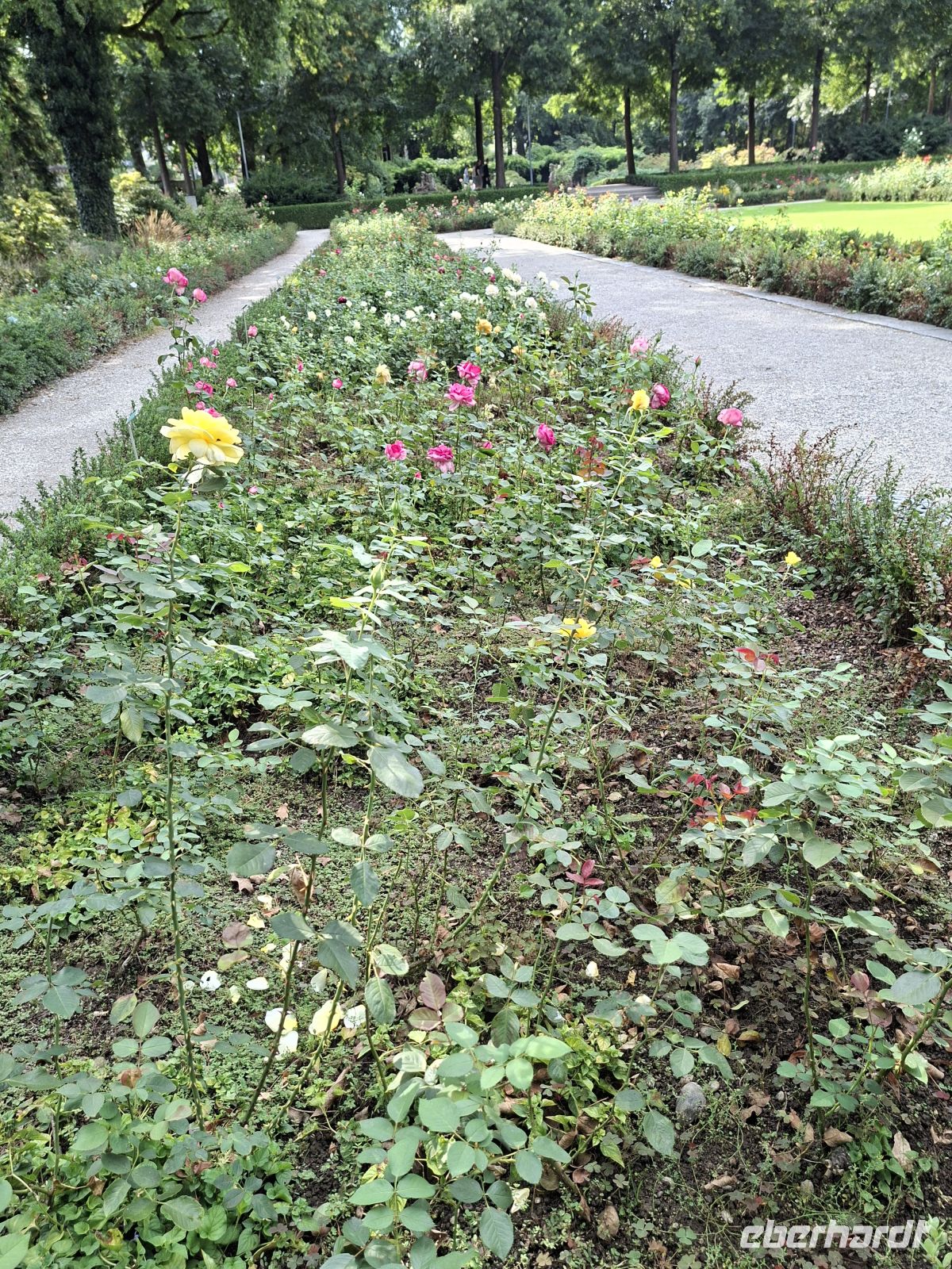 Rosenrabatte im Rosengarten von Bern