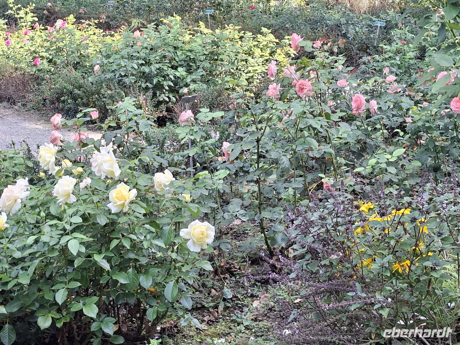 Rosen in Pflanzkombinationen