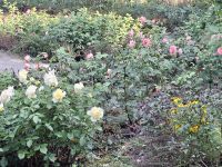 Rosen in Pflanzkombinationen