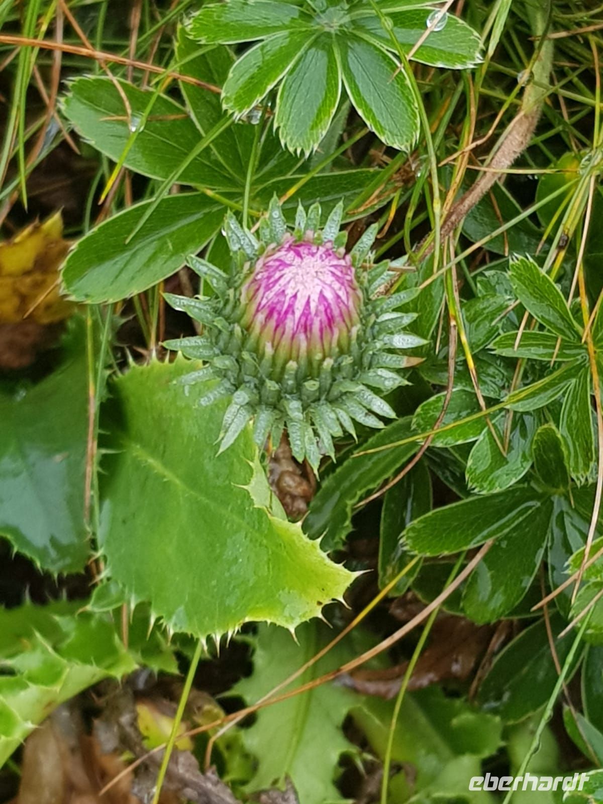Rockers-de-Naye - ein Lichtblick - im dichten Regenstrom