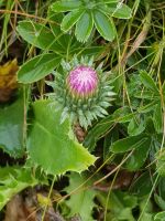 Rockers-de-Naye - ein Lichtblick - im dichten Regenstrom