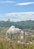Flusskreuzfahrt auf der Rhone - Camargue 