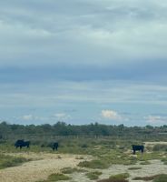 Flusskreuzfahrt auf der Rhone - Camargue 
