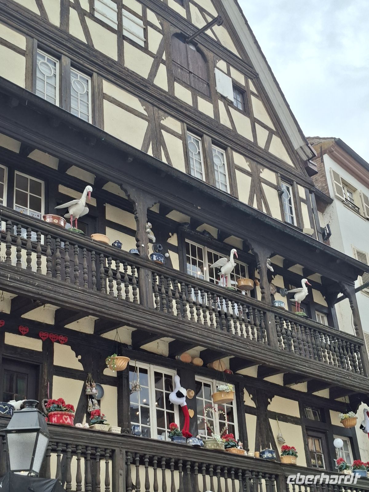 Der Storch - das Symbol des Elsass