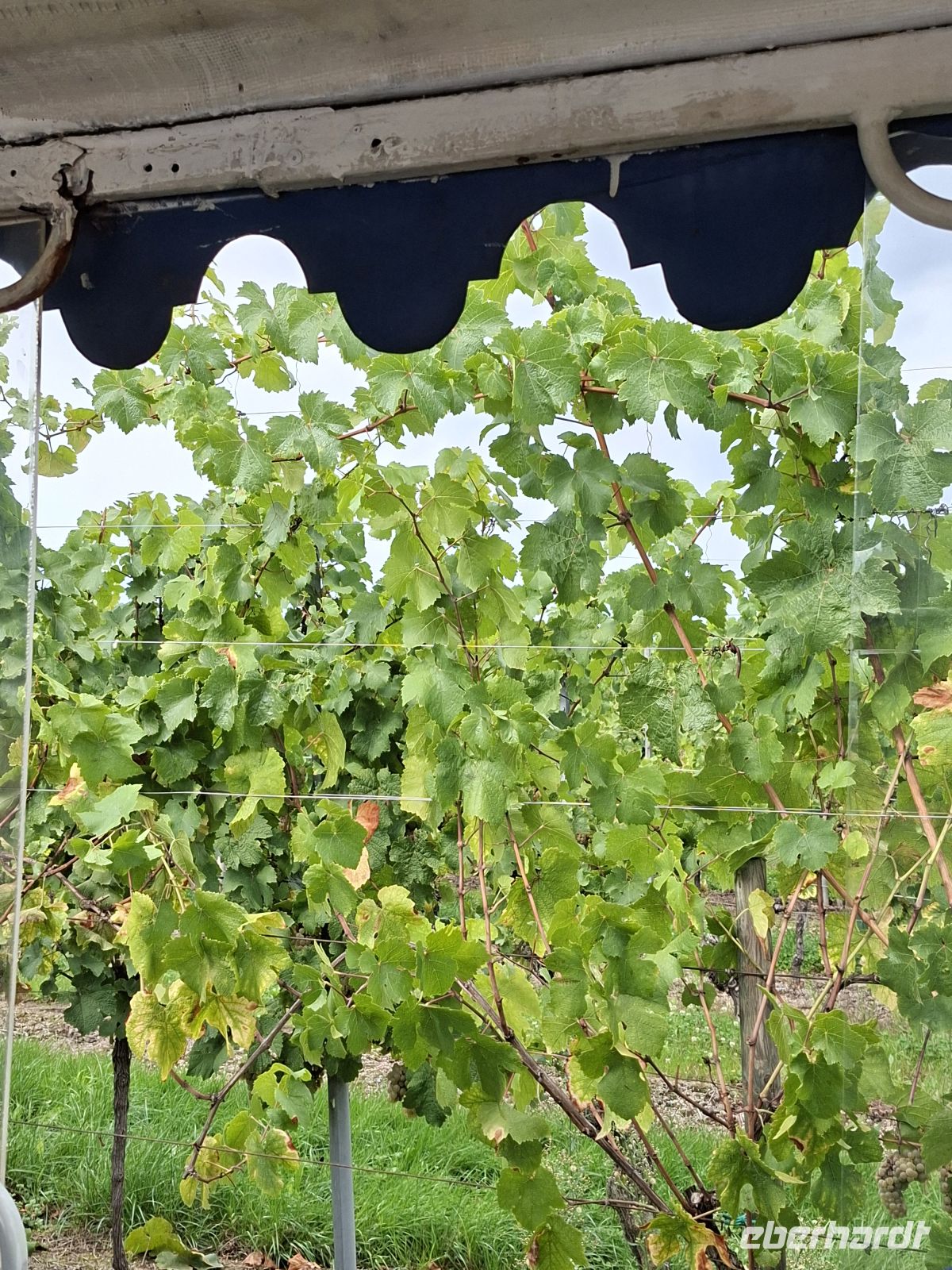 Weingut Ruhlmann - Fahrt durch das Weingut