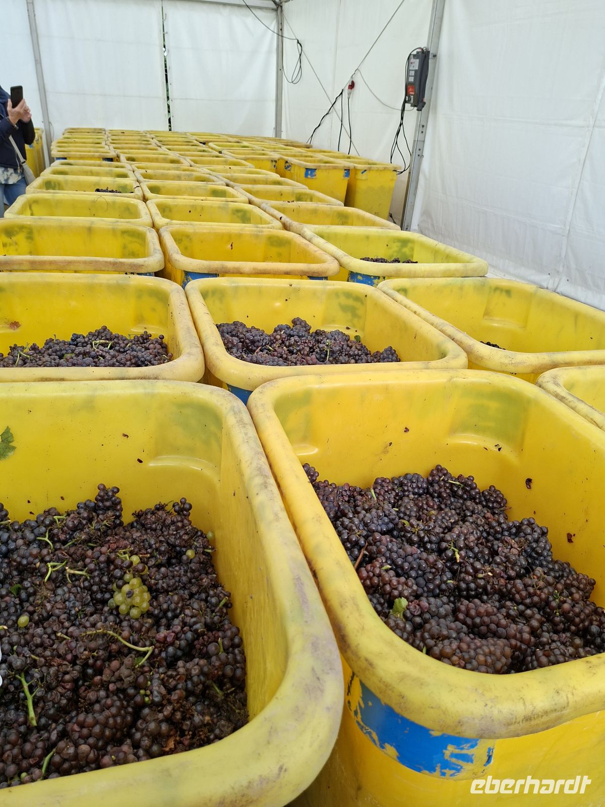 Weingut Ruhlmann - Weinernte