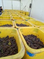 Weingut Ruhlmann - Weinernte