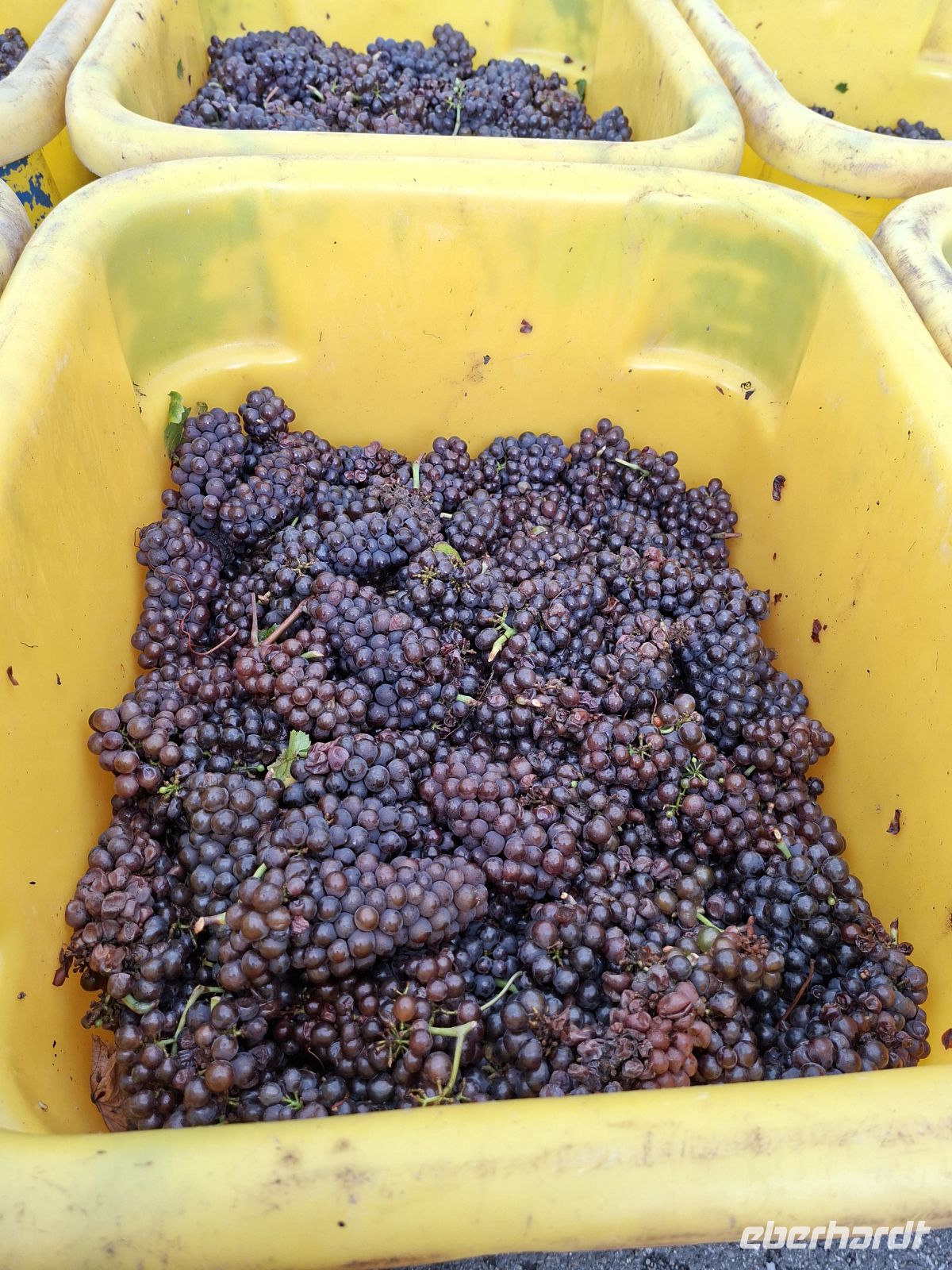 Weingut Ruhlmann -Grundstock für den Pinot Noir Wein