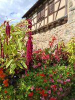 Dambach-la-Ville -Ortskern