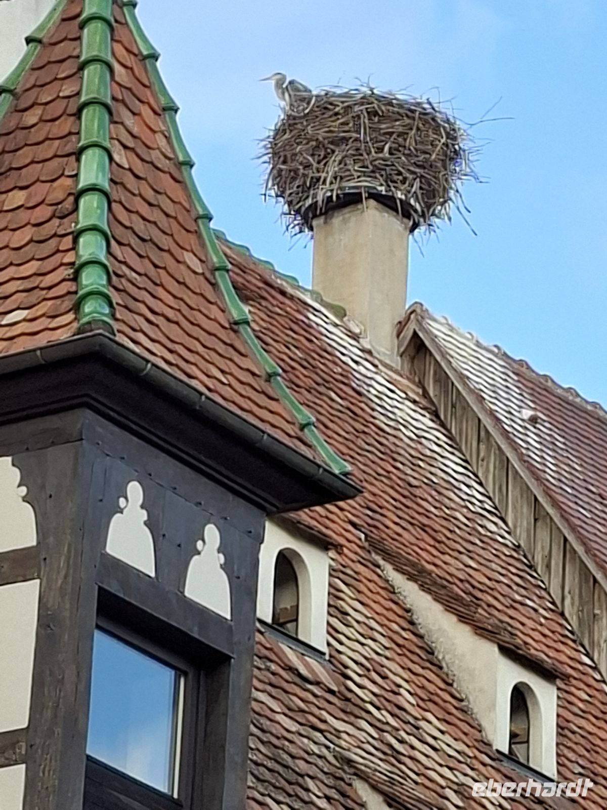 Obernai - Fischreiher im Storchennest