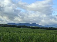 Bergrücken der Vogesen