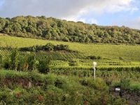 Das hoteleigene Weingut