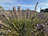 Flusskreuzfahrt auf der Rhone - Lavendelmuseum
