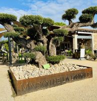 Flusskreuzfahrt auf der Rhone - Lavendelmuseum