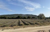 Flusskreuzfahrt auf der Rhone - Lavendelmuseum