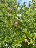 Flusskreuzfahrt auf der Rhone - Viviers