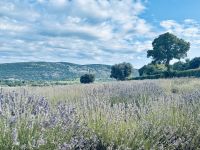 Flusskreuzfahrt auf der Rhone - Lavendelmuseum