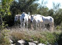 Camargue-Pferde