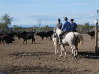 Manade in der Camargue
