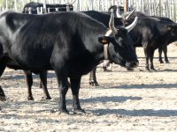 zukünftige Kampfstiere in der Camargue
