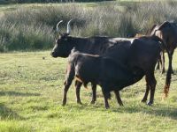 bei der Herde der Manade Arnauld 